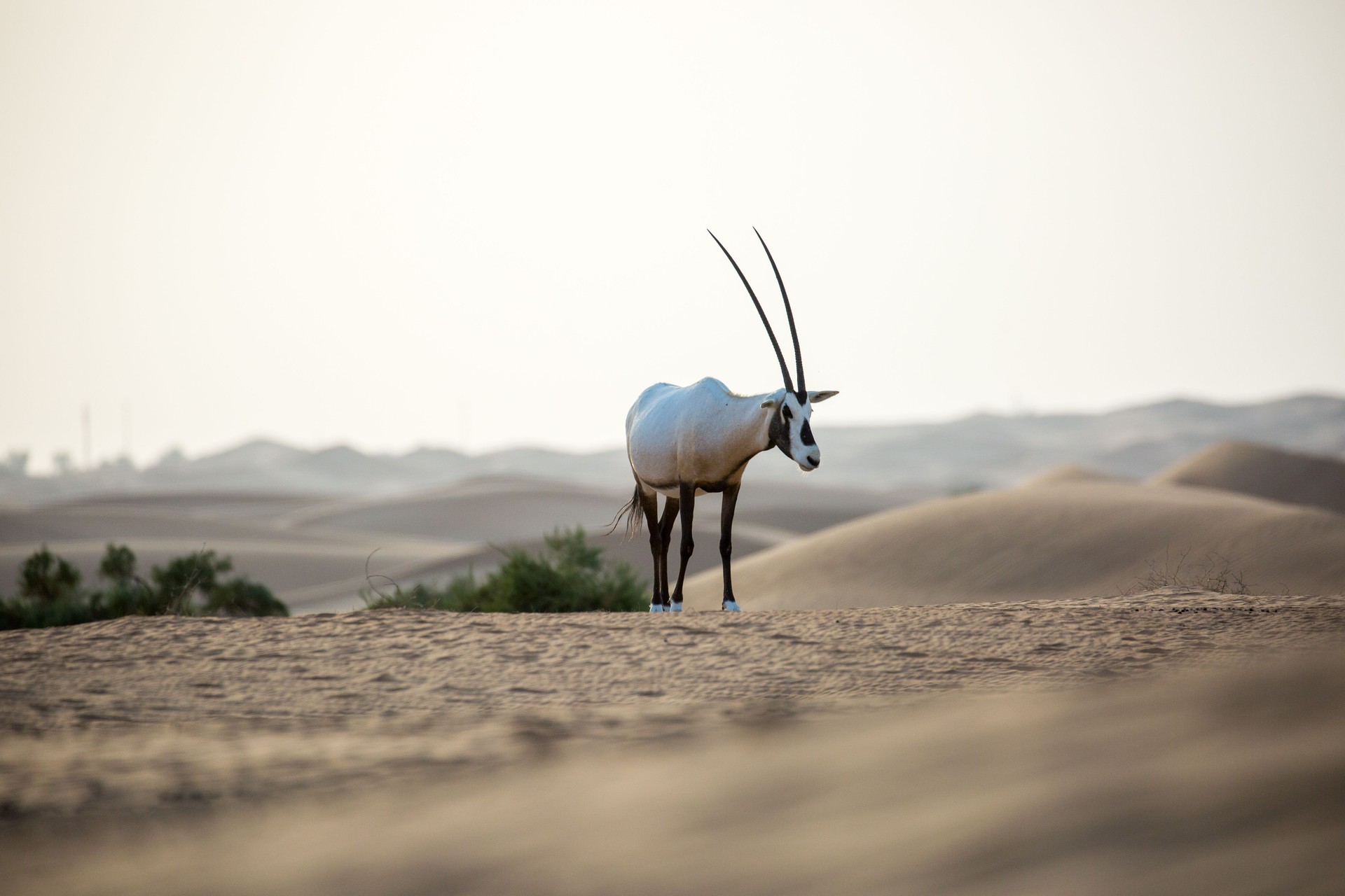 Dubai: Arabian Oryx