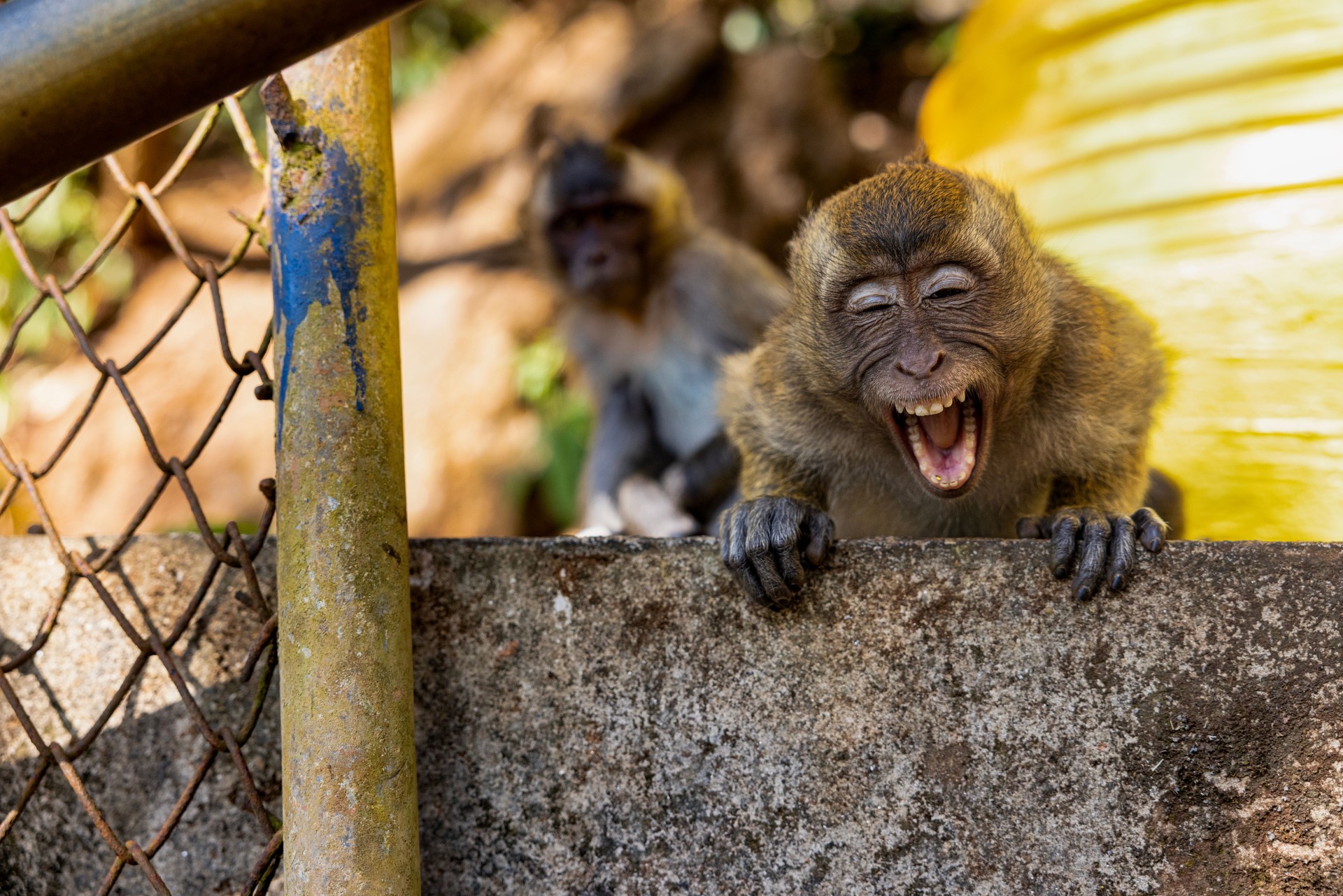 smiling monkey looking at the camera